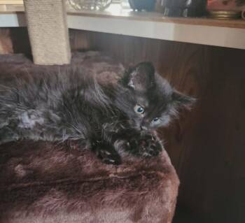 Sylvanas -  Domestic Short Hair Cat for Adoption in Parkville, Maryland - Sylvanas | PetCurious