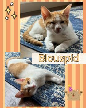 Bicuspid -  Domestic Short Hair Cat for Adoption in Pasco, Washington - Bicuspid | PetCurious