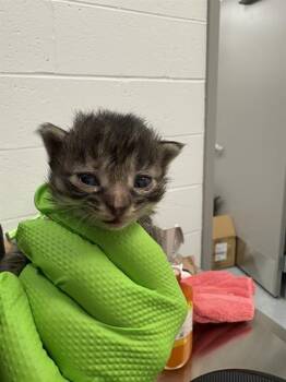 NELLIE -  Domestic Short Hair Cat for Adoption in Indianapolis, Indiana - NELLIE | PetCurious