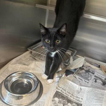 Domestic Short Hair Cats Available for Adoption in Charlottesville, Virginia - Rocko