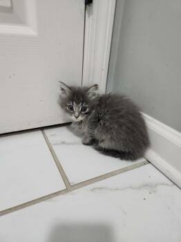 Too many babies No names yet -  Domestic Long Hair Cat Available for Adoption in Charlotte, North Carolina - Too Many Babies No Names Yet | PetCurious