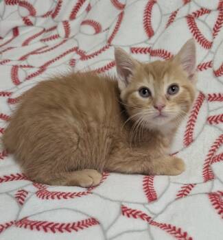 Pop -  Domestic Short Hair Cat for Adoption in Austintown, Ohio - Pop | PetCurious