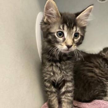 Porter -  Domestic Long Hair Cat for Adoption in Dayton, Ohio - Porter | PetCurious