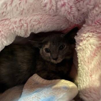 Speckles -  Domestic Short Hair Cat for Adoption in Merriam, Kansas - Speckles | PetCurious