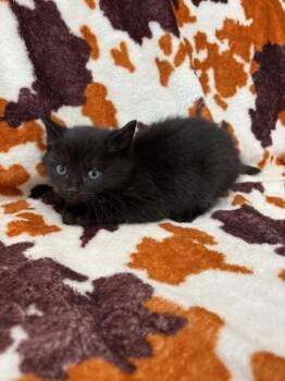 Domestic Short Hair Cats Available for Adoption in Warrenton, North Carolina - LYANNA | PetCurious