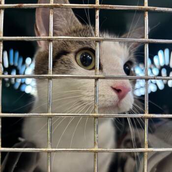 Claire -  Domestic Short Hair Cat for Adoption in Montgomery, Alabama - Claire | PetCurious