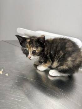 Milkyway -  Domestic Short Hair Cat for Adoption in Pequot Lakes, Minnesota - Milkyway | PetCurious
