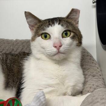 Zak Bagans -  Domestic Medium Hair Cat for Adoption in Waynesville, North Carolina - Zak Bagans | PetCurious