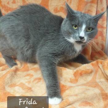 Frida -  Domestic Short Hair Cat for Adoption in New Tazewell, Tennessee - Frida | PetCurious