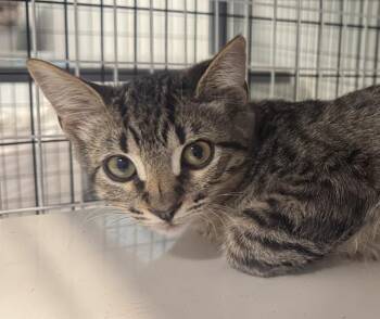 Kona -  Domestic Short Hair Cat for Adoption in Gold Beach, Oregon - Kona | PetCurious