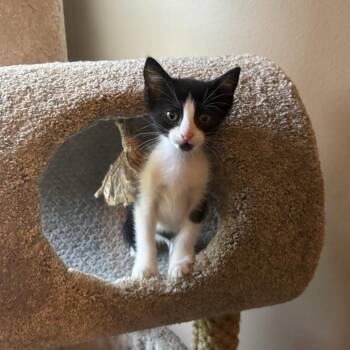 Sebastian -  Domestic Short Hair Cat for Adoption in NEW PT RICHEY, Florida - Sebastian | PetCurious