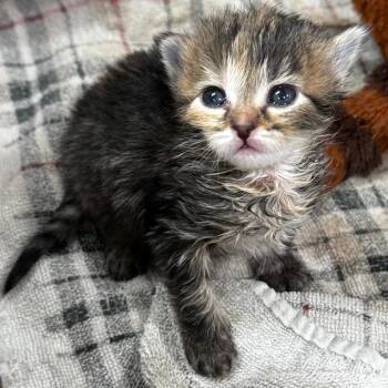 Lemon -  Domestic Short Hair Cat for Adoption in Defiance, Ohio - Lemon | PetCurious