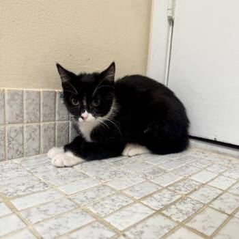 Duchess -  Domestic Short Hair Cat Available for Adoption in South Miami, Florida - Duchess | PetCurious