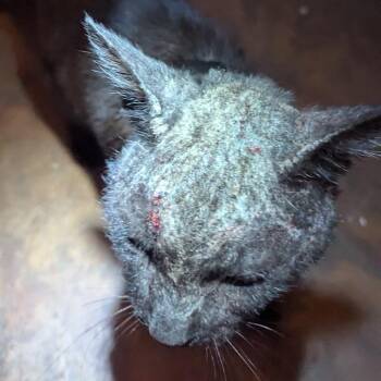 Domestic Short Hair Cats Available for Adoption in Long Beach, California - Jet | PetCurious