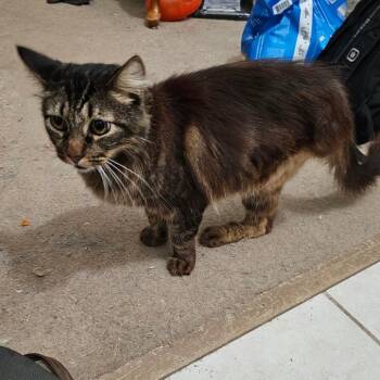 Domestic Medium Hair Cats Available for Adoption in Garden Grove, California - Pez | PetCurious