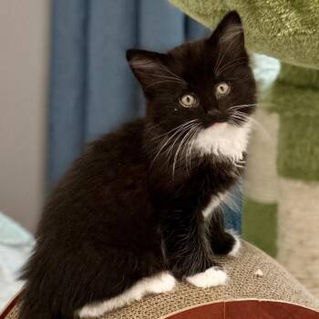 Domestic Long Hair Cats Available for Adoption in Pontiac, Michigan - Tristan | PetCurious