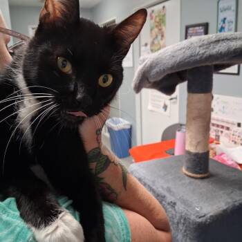 Wallen -  Domestic Short Hair Cat for Adoption in Hartford City, Indiana - Wallen | PetCurious