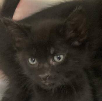 Danton (White Band) -  Domestic Short Hair Cat for Adoption in Cincinnati, Ohio - Danton (White Band) | PetCurious