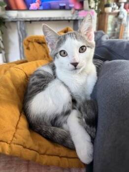 Hermann -  Domestic Short Hair Cat for Adoption in Chamblee, Georgia - Hermann | PetCurious