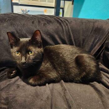 Rescue Domestic Short Hair Cats for Adoption in Stokesdale, North Carolina - Ozzie | PetCurious
