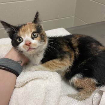 Keese -  Domestic Short Hair Cat for Adoption in Bristol, Indiana - Keese | PetCurious