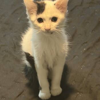 Sebastian and Sameul -  Domestic Short Hair Cat for Adoption in Charlotte, North Carolina - Sebastian And Sameul | PetCurious