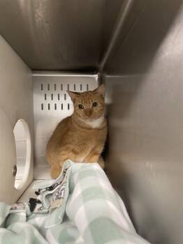 AUTUMN -  Domestic Short Hair Cat for Adoption in Tallahassee, Florida - AUTUMN | PetCurious