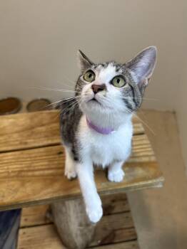 Rescue Domestic Short Hair Cats for Adoption in Chicago, Illinois - Iron Maven | PetCurious