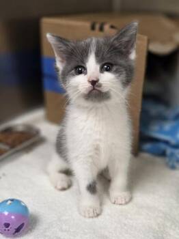 Circle K -  Domestic Short Hair Cat for Adoption in Westland, Michigan - Circle K | PetCurious