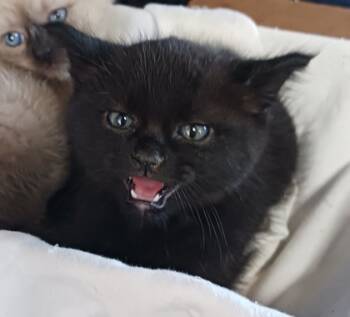 Rescue Domestic Short Hair Cats for Adoption in West Memphis, Arkansas - Linus | PetCurious