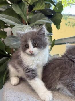 Harry -  Domestic Long Hair Cat Available for Adoption in San Jose, California - Harry | PetCurious