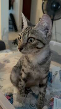 Rescue Domestic Short Hair and Tabby Cats for Adoption in Naranjito, Naranjito - Gordo | PetCurious