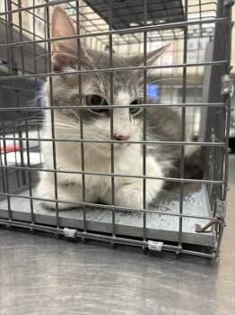 PIRO -  Domestic Medium Hair Cat for Adoption in Las Vegas, Nevada - PIRO | PetCurious