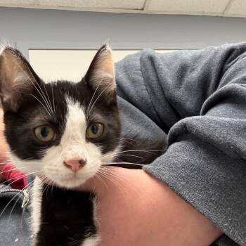 Blossom -  Domestic Short Hair Cat for Adoption in Birmingham, Alabama - Blossom | PetCurious