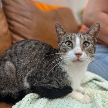 Tabby and Domestic Short Hair Cats Available for Adoption in Friendswood, Texas - Noodles Newman | PetCurious