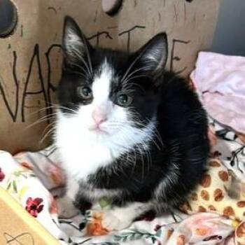 Neuse -  Domestic Short Hair Cat for Adoption - Neuse | PetCurious