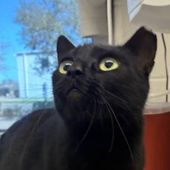 Domestic Short Hair Cats Available for Adoption - Binx | PetCurious