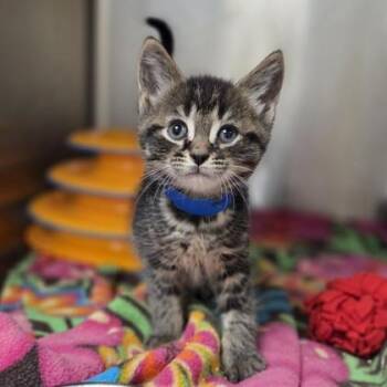 Blinky -  Domestic Short Hair Cat for Adoption in Westland, Michigan - Blinky | PetCurious