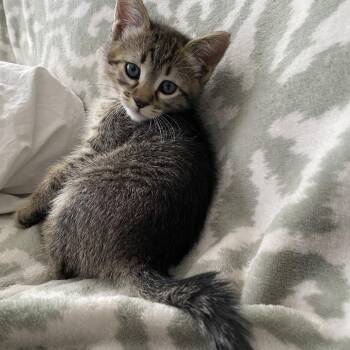 Gaia - By Appointment - Chino Hills Location -  Domestic Short Hair Cat for Adoption in Chino Hills, California - Gaia - By Appointment - Chino Hills Location | PetCurious