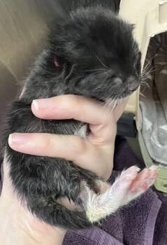 Cottage -  Domestic Short Hair Cat for Adoption in Roseville, California - Cottage | PetCurious