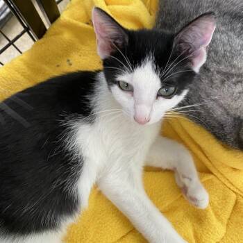 Lucy -  Domestic Short Hair Cat for Adoption in Riverwoods, Illinois - Lucy | PetCurious