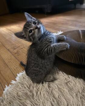 Rescue Domestic Short Hair Cats for Adoption in New Milford, Connecticut - Thistle | PetCurious