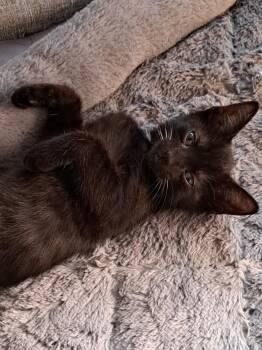 Rescue Domestic Short Hair Cats for Adoption in Bonita Springs, Florida - Licorice | PetCurious