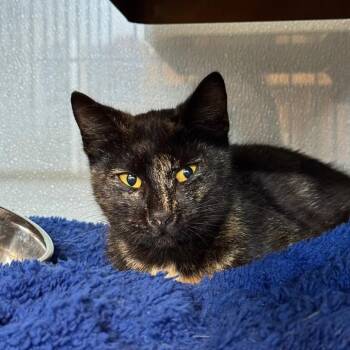 Domestic Short Hair Cats Available for Adoption in Richmond, California - PIP | PetCurious