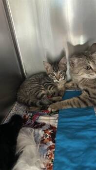 Domestic Short Hair Cats Available for Adoption in Riverside, California - TOULUSE | PetCurious