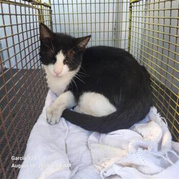 RALEIGH -  Domestic Short Hair Cat for Adoption in San Antonio, Texas - RALEIGH | PetCurious