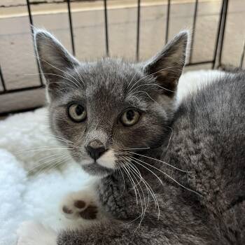 Domestic Short Hair Cats Available for Adoption - Vladimira 0798 | PetCurious