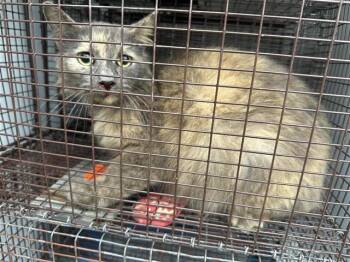 Domestic Long Hair Cats Available for Adoption - A649661 | PetCurious