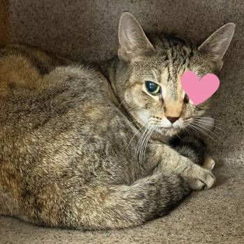 Rescue Domestic Short Hair Cats for Adoption in Philadelphia, Pennsylvania - Star | PetCurious