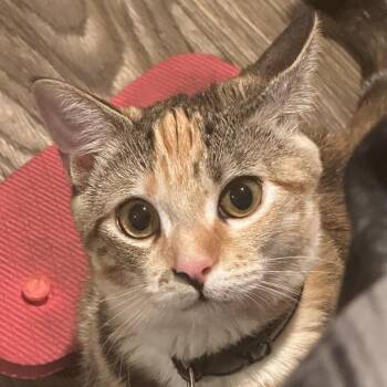 Domestic Short Hair Cats Available for Adoption in Columbus, Georgia - Cinnamon | PetCurious